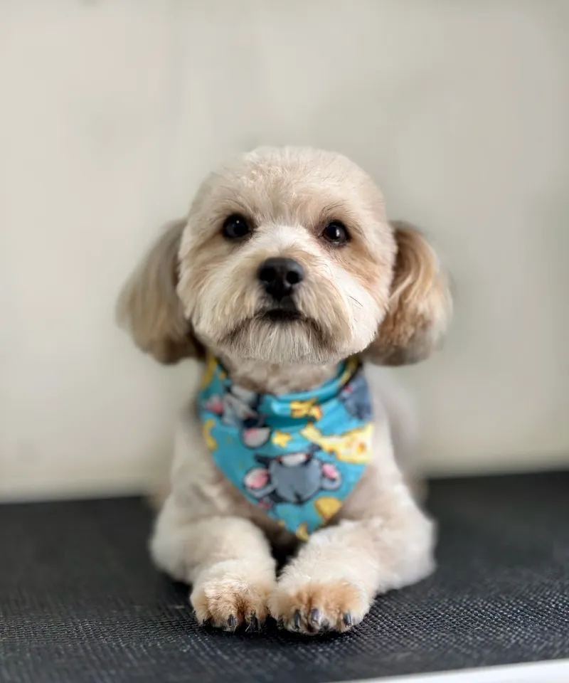 Perrito de pelo claro recién arreglado con paliacate azul, recostado sobre la mesa