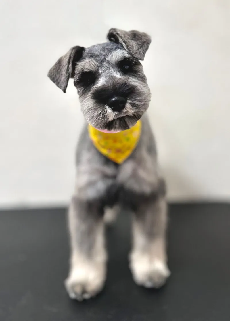 Schnauzer gris con paliacate amarillo después de su corte