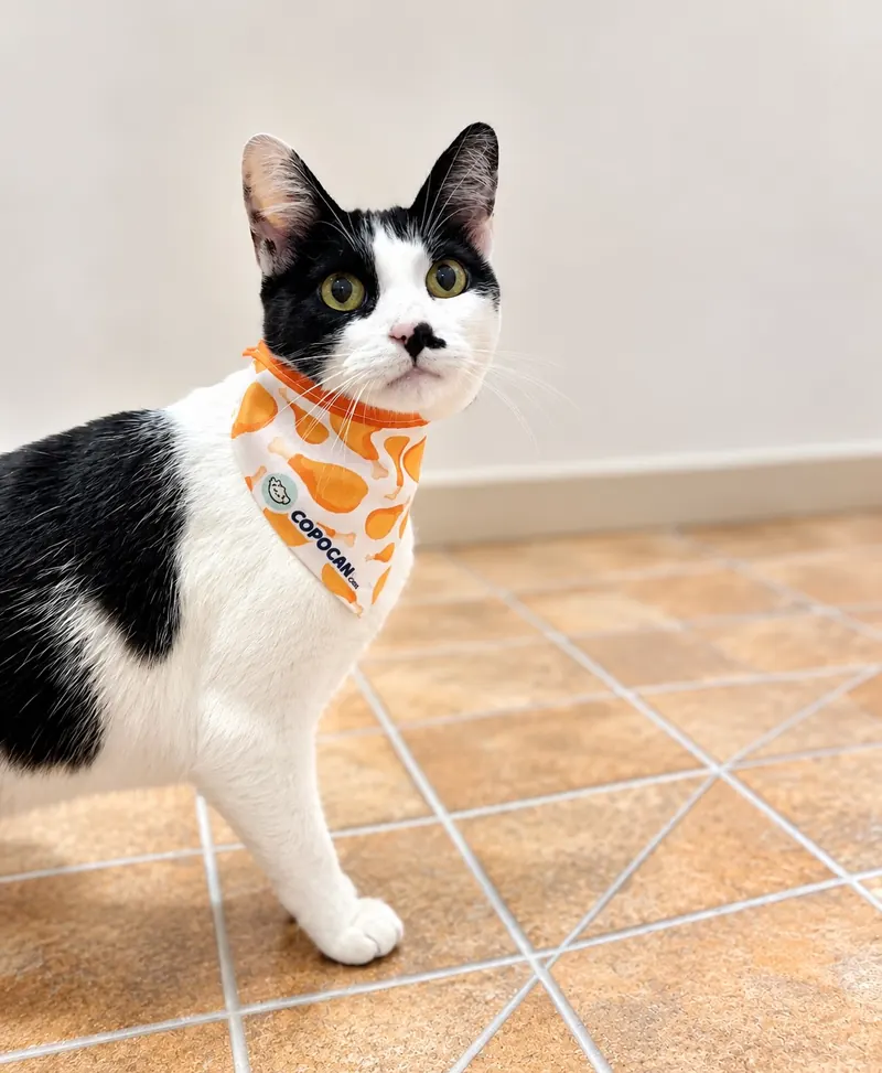 Gato blanco y negro con paliacate naranja de Copocan