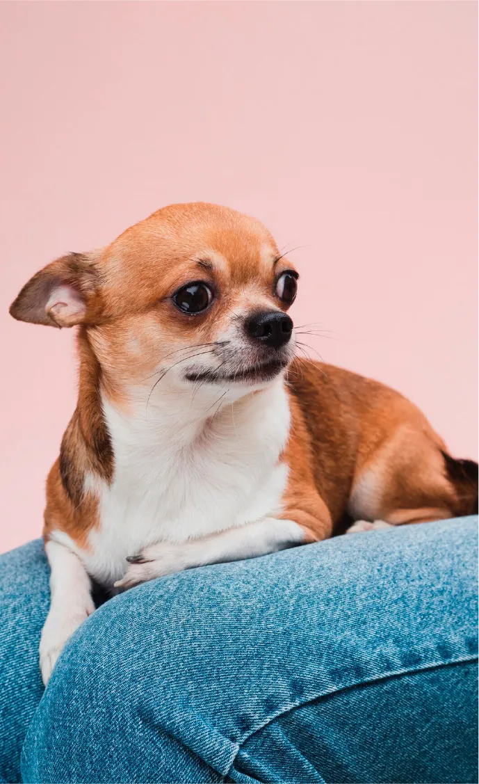 Chihuahua con expresión nerviosa recostado sobre las piernas de su tutora