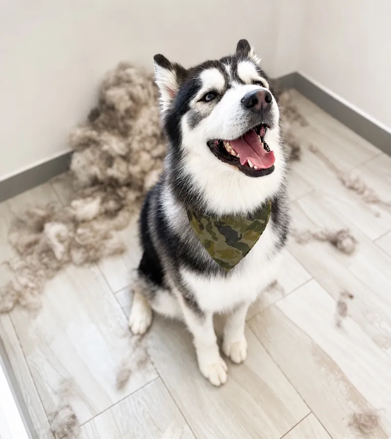 Husky sonriente sentado junto al pelo de su muda retirado durante el cepillado