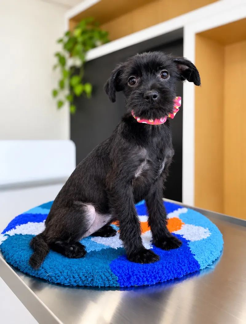 Perrito negro con collar rosa sobre un tapete azul
