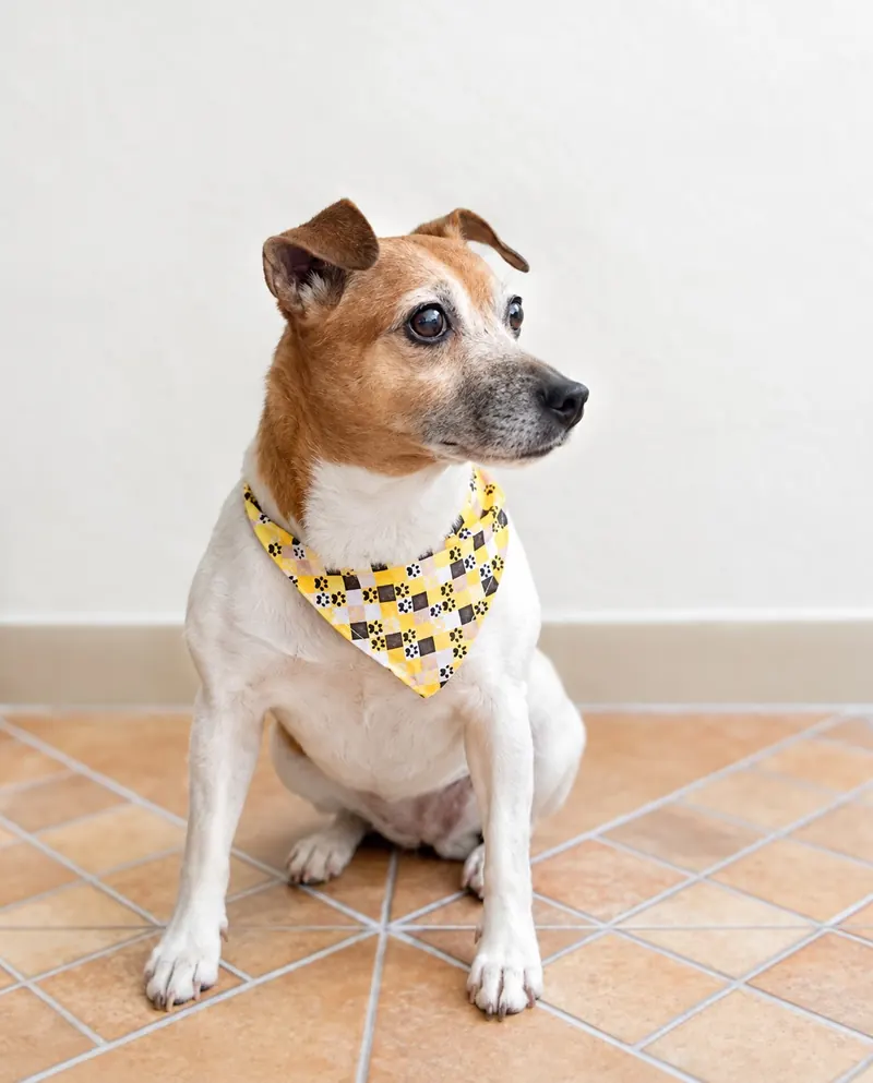 Perrito con paliacate amarillo después de su servicio