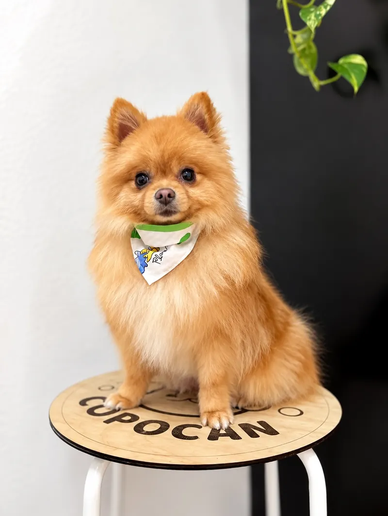 Pomerania recién arreglado sentado sobre un banco con el logo de Copocan