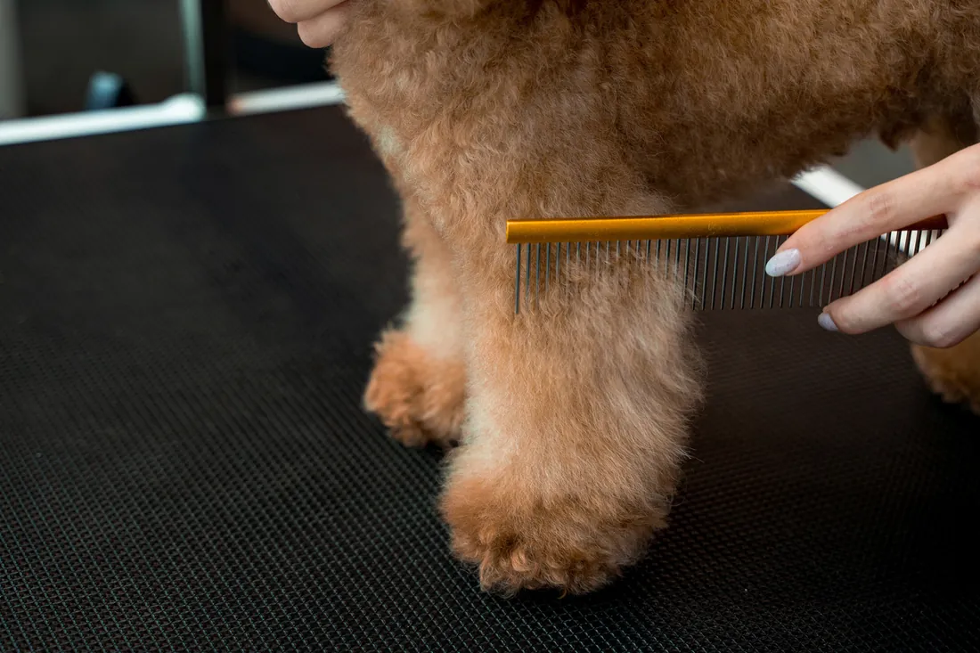 Estilista peinando con un peine metálico el pelo largo y rizado de un perrito